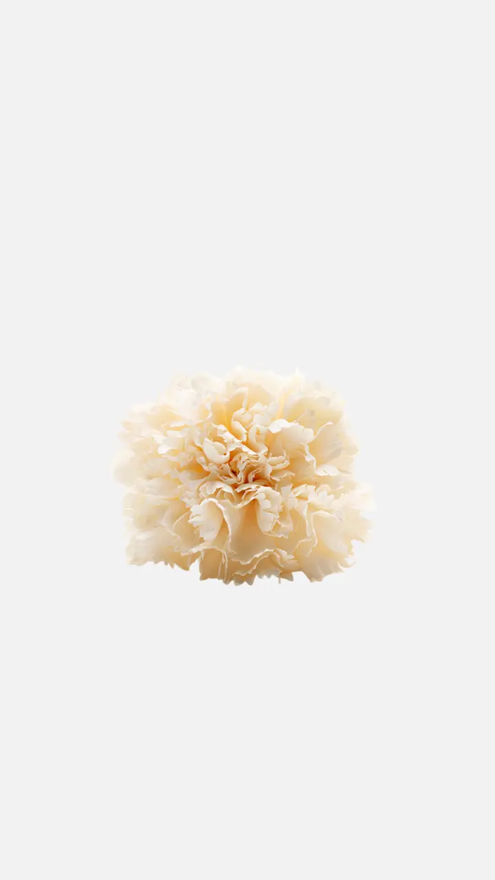 Clavel Blanco