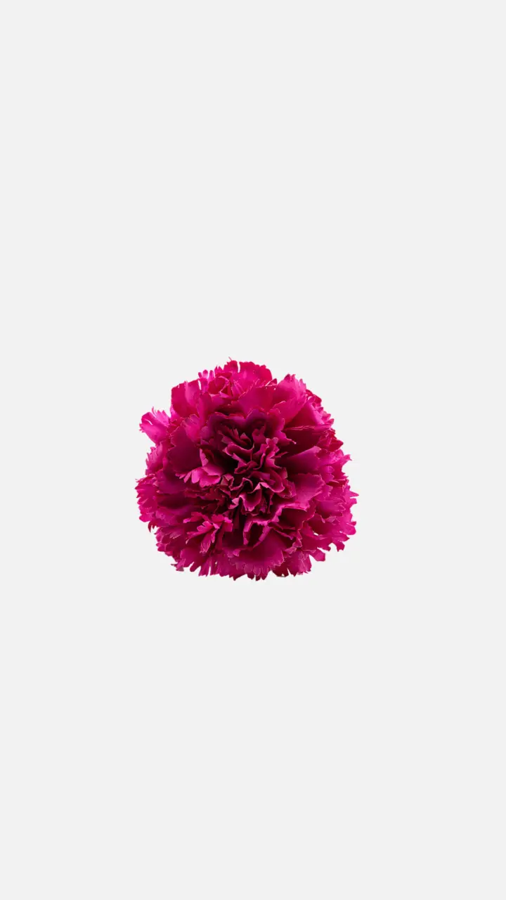 Clavel Buganvilla