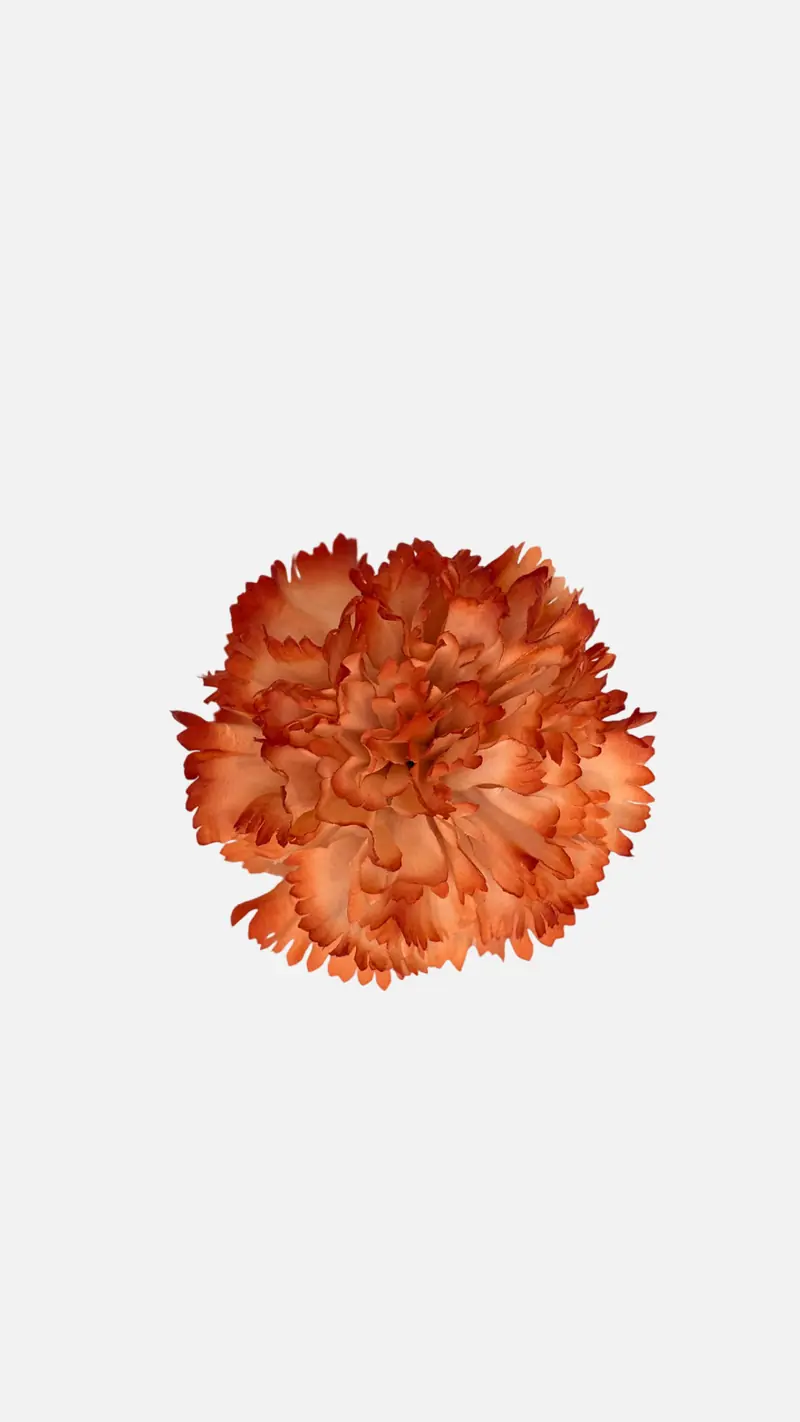 Clavel Caldera