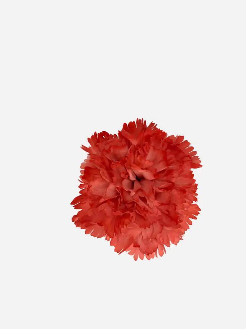 Clavel Coral
