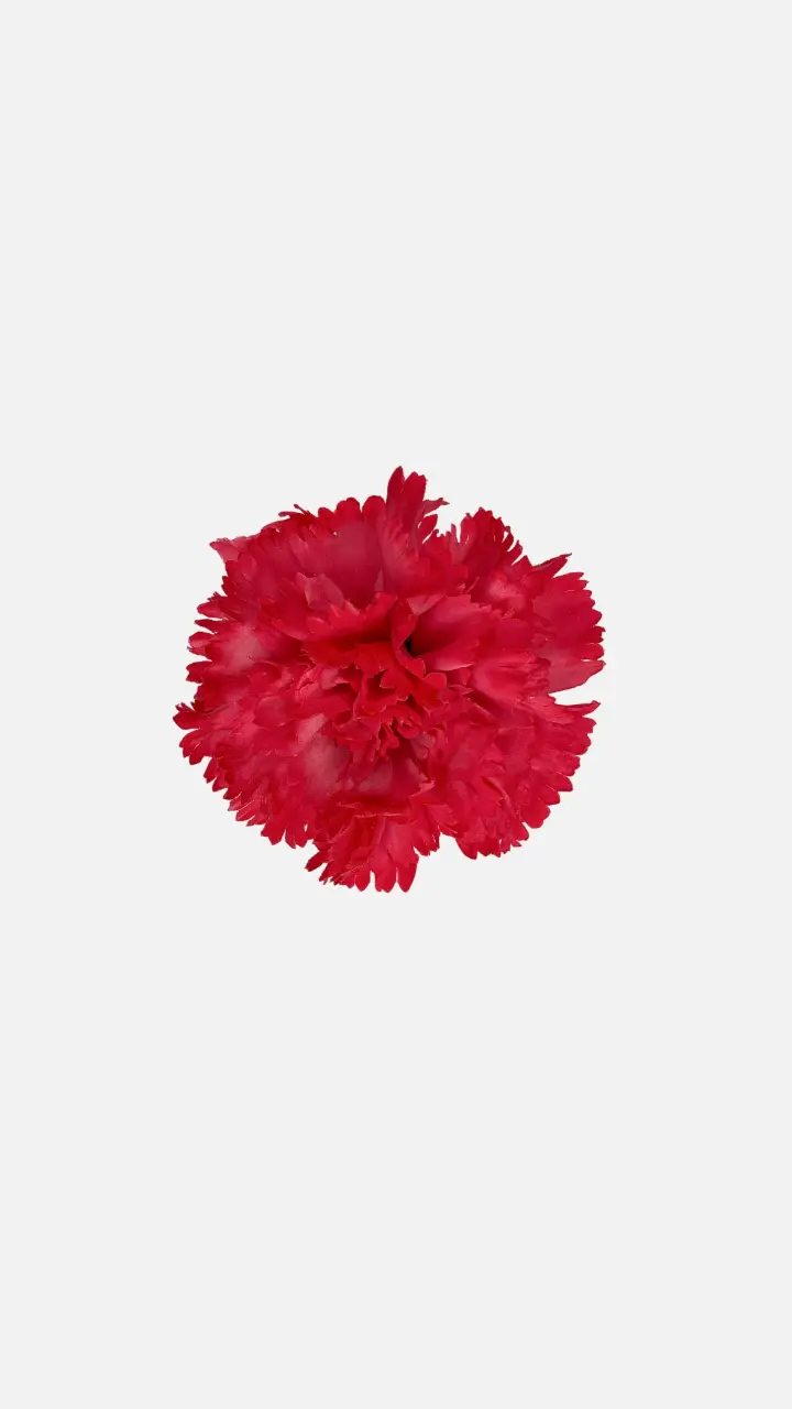 Clavel Fresa