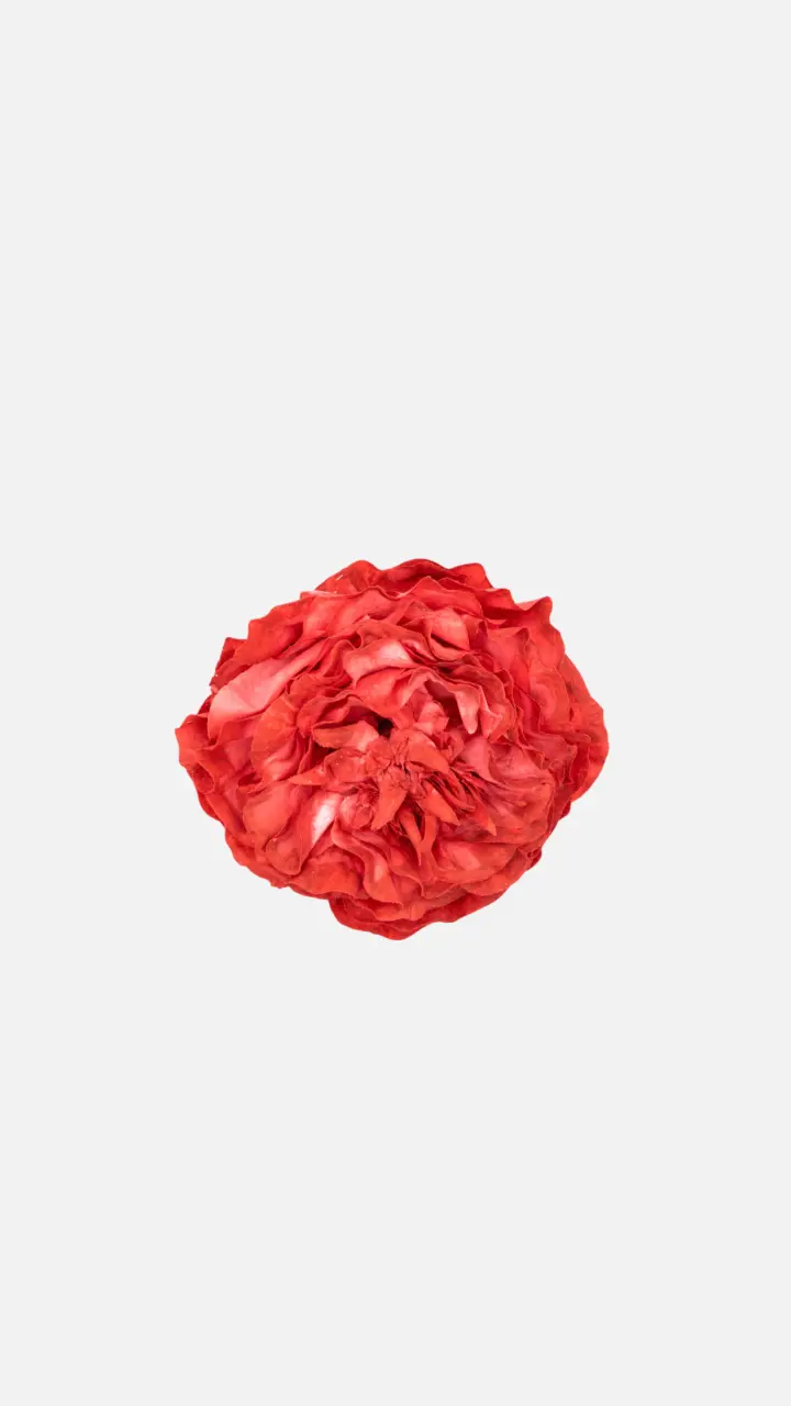 Mini Peonia Roja