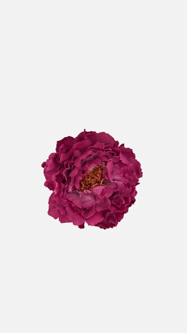 Peonia Buganvilla Oscura