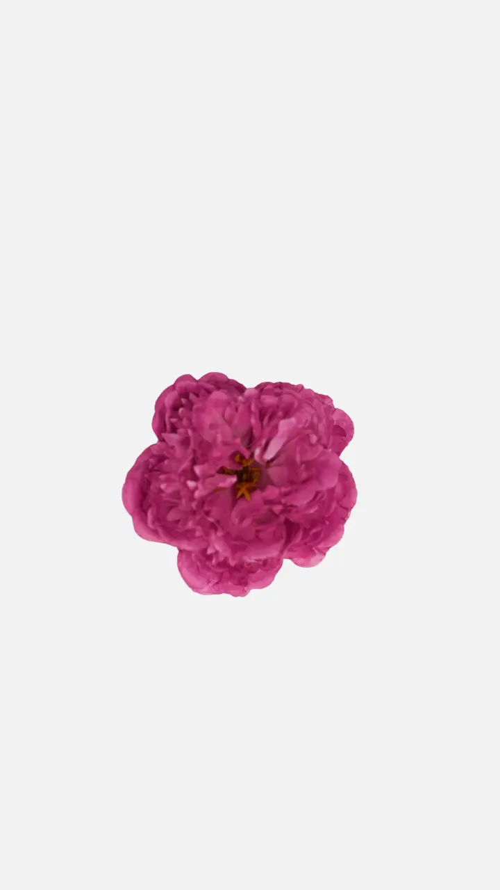 Peonia Mediana Buganvilla Clara