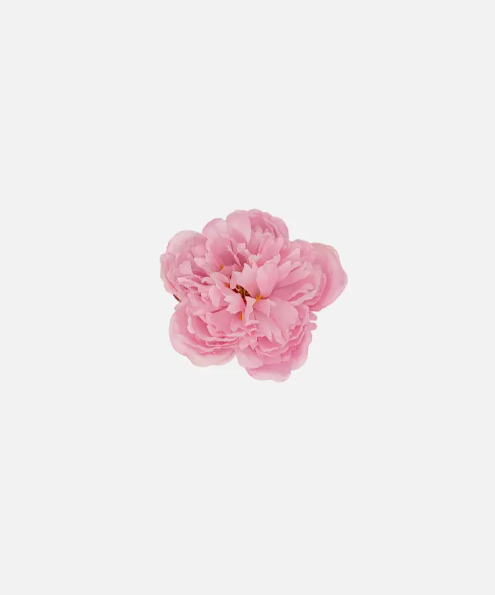 Peonia Mediana Rosa Bebe