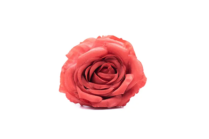 Rosa Coral